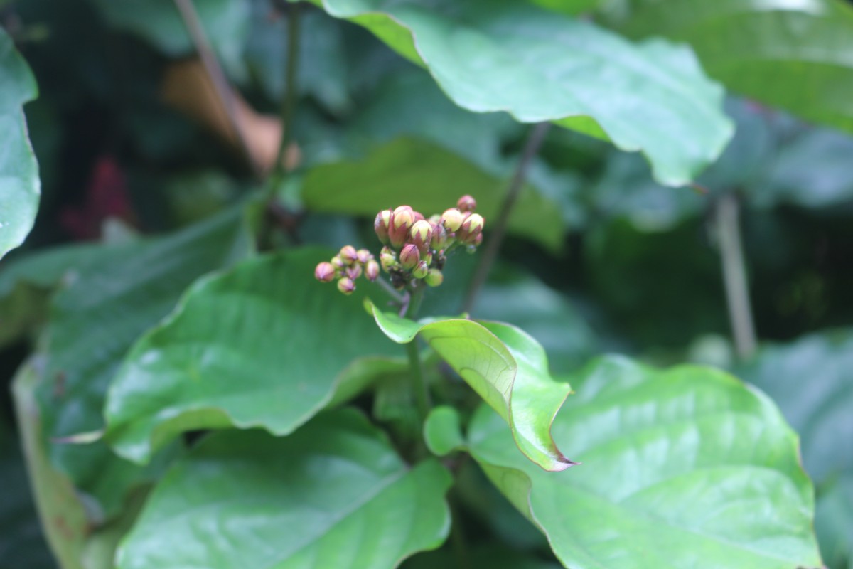 Clerodendrum splendens G.Don